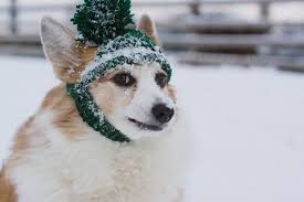Some of the technologies we use are necessary for critical functions like security and site integrity, account authentication, security and privacy preferences, internal site usage and maintenance data, and to make the site work correctly for browsing and transactions. Corgi Wearing Knitted Hat Looks Annoyed By Tana Teel Corgi Snowy