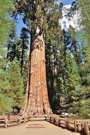 The grove of titans contains the most massive coastal redwood tree, not the tallest. Biggest Tree In The World
