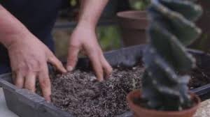 Muchos cactus columnares y algunas crasas (ejemplos: Cactus Espiral Caracteristicas Y Trasplante Jardinatis