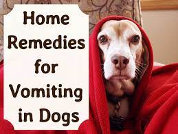 Effective Home Remedies For Vomiting Dogs Pethelpful
