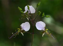 Image result for Aneilema