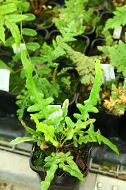 Image result for Selaginella perpusilla