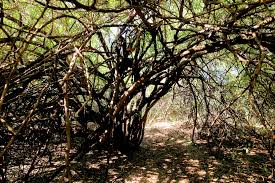 Image result for Searsia gueinzii