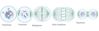 Maybe you would like to learn more about one of these? Explain Mitosis With A Neat Labelled Diagram Class 11 Biology Cbse