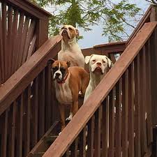 Find 22 affordable pet care options in englewood, fl. Mommy And Me Pet Sitters 41 Photos Pet Sitting 46 Lackawanna Dr Stanhope Nj Phone Number