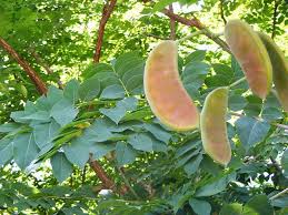 It has an oval crown, silvery twigs, and ascending branches. 18 Best Kentucky Coffee Tree Ideas Kentucky Coffee Tree Coffee Tree Kentucky