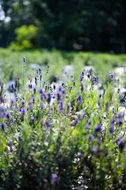 Small but Mighty — Meet Susanna Meyer and Neil Stauffer of Mighty Small  Farm