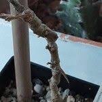 Image result for Kedrostis nana