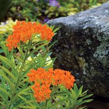 Image result for Asclepias foliosa