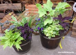 Shade garden plants with fun foliage are always popular because they provide lively color and textural interest all season. Port Kells Nurseries Garden Photo Blog Plants Garden Containers Shade Plants