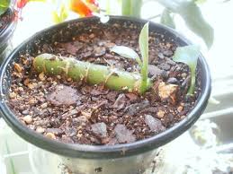 I Don T Know Whether Houseplant Books Still Mention It But A Fair Number Of The Books I Have Talk Propagating Plants Dumb Cane Plant Dieffenbachia Houseplant