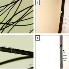 The truly genius thing about this fad is the fact that you can easily try out. Pdf Morphology And Morphometry Of Raw Camel Hair Of Some Sudanese Camel Types In Kordofan States