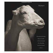 Honey I Am Goat 2017 Wall Calendar Animal Portrait Photography And Wisdom From Nature 39 S Philosophers Kevin Horan Amber Lotus Publishing 0762109014257