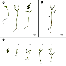 Image result for Balfourodendron