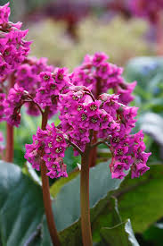 Image result for Bergenia