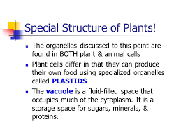 Animal cells have unique organelles called. Cellular Organelles A Division Of Labour Animal Cell Ppt Download