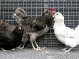 This is only my second year raising chickens, and so far, i love it. Blue Ameraucana Chicks For Sale Chickens For Backyards