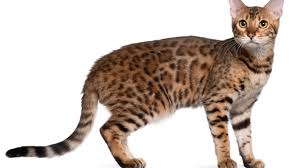 There are even cases of cats that live 20 years. 6 Brilliant Facts About Bengal Cats Mental Floss