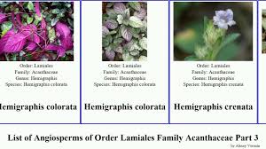 Image result for Justicia anagalloides