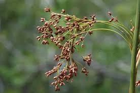 Image result for Cladium mariscus