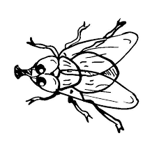 Fliege Ausmalbilder Tiere Ausmalen Vektorisieren