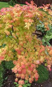 Beautiful Golden Fall Full Moon Japanese Maple Acer Decomagz Japanese Maple Tree Japanese Maple Flowering Trees