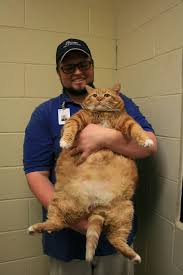 Resources listing an average weight or range may not take into consideration other factors that affect weight. One Year Later Skinny The Overweight Tabby Cat Is No Longer 42 Pounds