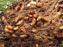 Tiger Almond Chufa Oikos Tree Crops Tigernut Low Oxalate How To Make Shorts