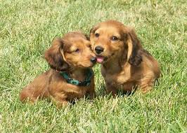 The well groomed coat is used as insulation. Dachshund Puppies Long Haired Miniature Doxie Breeders Dachshund Puppy Long Haired Dachshund Puppies Daschund Puppies