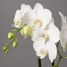 Phalaenopsis Sarusanda Orchid
