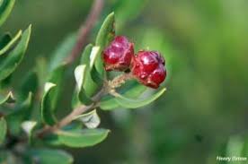 Image result for Protea welwitschii