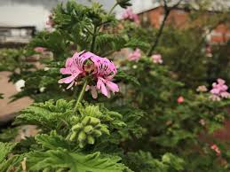 Image result for Pelargonium graveolens