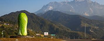 Total area of lot : 4 Days 3 Nights Special Kundasang And Kota Kinabalu