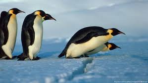Emperor penguin reproduction and life cycles. Should Penguins Be An Animal Attraction Global Ideas Dw 25 04 2017