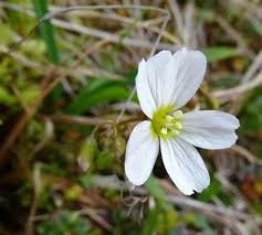 Image result for Montia