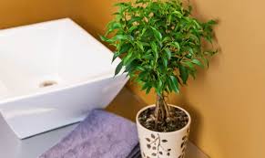 Weeping fig can throw a tantrum and start to drop its leaves when it experiences sudden changes to its environment, so be sure to keep it away from cold here's an indoor tree that matches any decor. Weeping Fig 911 Simple Fixes For Common Issues