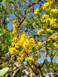 Image result for Ouratea