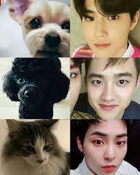 And his dogs · baekhyun and mongryong · dkb's lune's full profile, fun facts, long hair, . Exo Twitter Updates Exo S Pets Wattpad