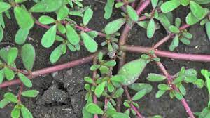 Purslane smells like lettuce and spurge smells sharp and strong. Purslane Identification Youtube