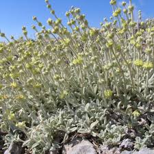 Greek Mountain Tea Seeds Sideritis Syriaca Herbs Herb Drink Greek Mountains