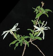 Image result for Jasminum stenolobum