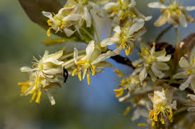 Image result for Brackenridgea zanguebarica