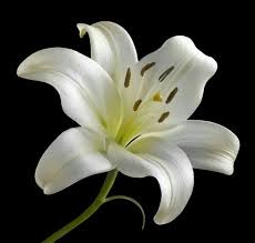Black And White Lily Flower Pin By Mona Moni On Zambaket White Lily Flower White Lilies Lilly Flower