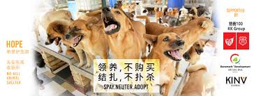 For many dogs at the shelter, especially newer dogs, we. Volume Hope Jb Homeless And Orphan Pets Exists