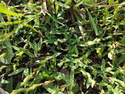 Image result for Zornia