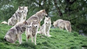 4k ultra hd wolf wallpapers. Wallpaper 4k Wolves Family Flock 4k Family Flock Wolves