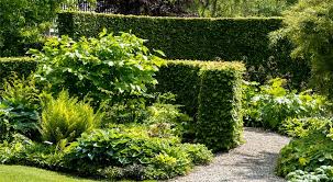 After figuring out your main reason for planting and how high you want your hedge, the next step is korean boxwood grows 4' to 6' wide in the wild and can be trimmed to fit smaller spaces. 10 Great Privacy Plants For Melbourne All Green Nursery