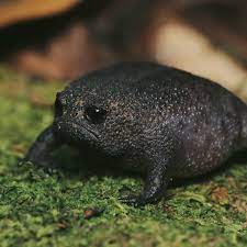 Frogs swarmed forth, covering every inch of land and entering houses and bedrooms.03 lice. Sad Black Rain Frog Natureisfuckinglit