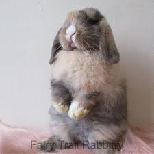 He is active and enjoys playing with toys. Rabbits For Sale In Kentucky Kentucky Rabbit Breeders