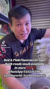 今天带你们看荧光红/粉红老虎😎😎😎, #全马最小的鱼店, #全马鱼最少的鱼店, #全马产品少之又少的鱼店, #世界CDP公会公认,  Interested, please click the below telegram link:,  https://t.me/safishworld_seksyen15, Interested, please 📞 James 0102457968  or ...